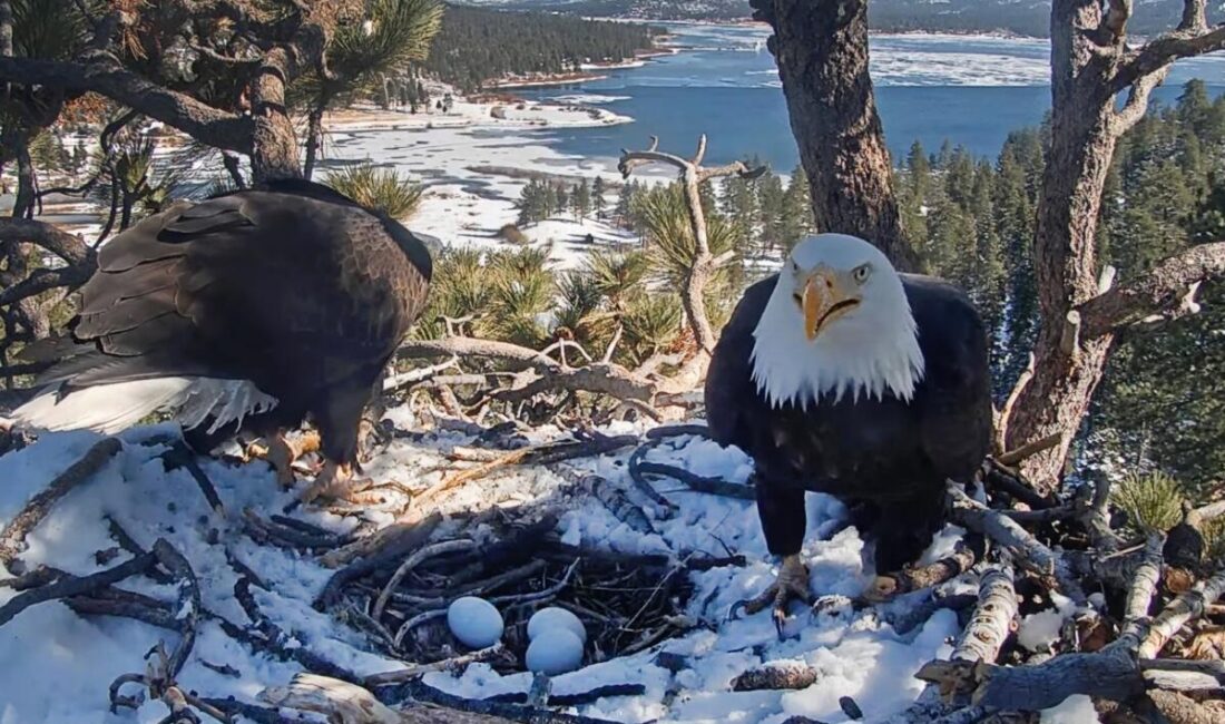 Global Audience Left Concerned as Third Chick Vanishes from View