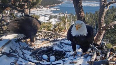 Global Audience Left Concerned as Third Chick Vanishes from View