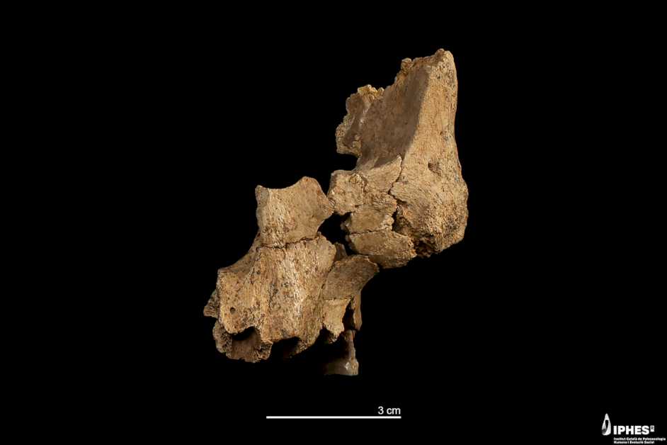 Researchers in Spain have discovered pieces of a fossilized face