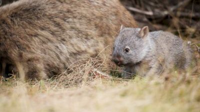 A U.S. influencer has drawn criticism in Australia, including from