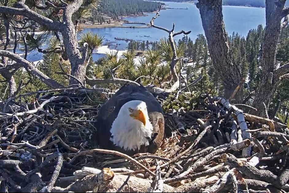 Jackie and Shadow, the Big Bear bald eagle couple whose