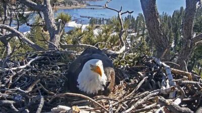 The missing eaglet born to popular Southern California eagle couple