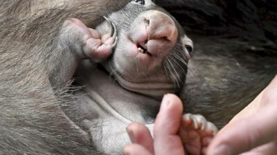 Sam Jones, the U.S. influencer who drew criticism this week