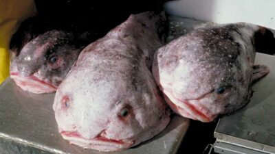 The blobfish, a deep-sea creature that has been described as