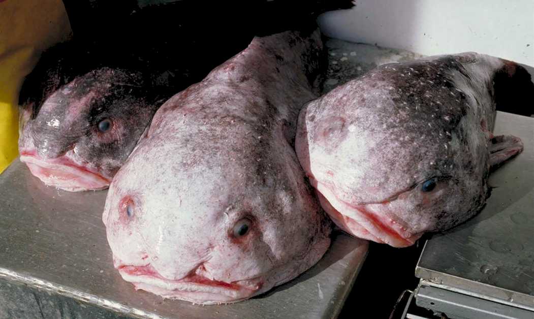 The blobfish, a deep-sea creature that has been described as