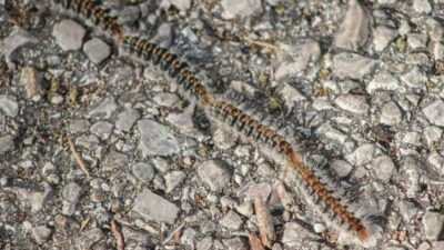 Pine tree caterpillars have sparked heated discussions in Cyprus as