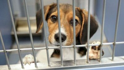 Dogs are often referred to as being “man’s best friend”,