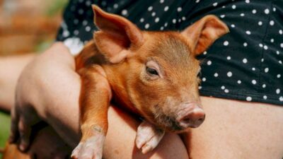 Patients with severe liver disease could one day be kept